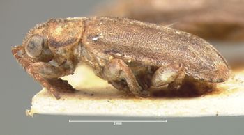 Media type: image; Entomology 17935   Aspect: habitus lateral view